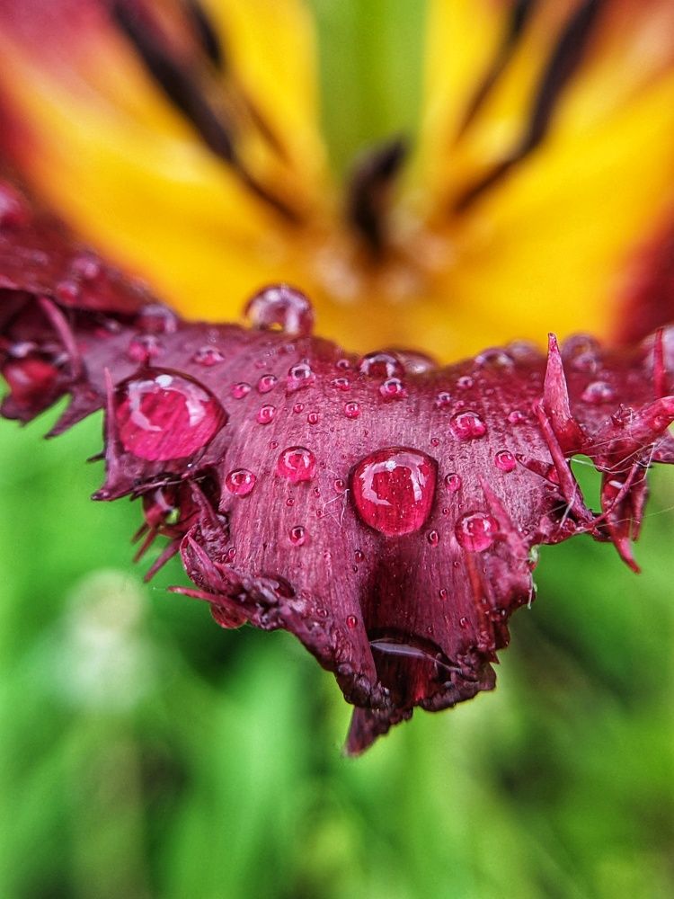 Photograph by Lev Kaufman