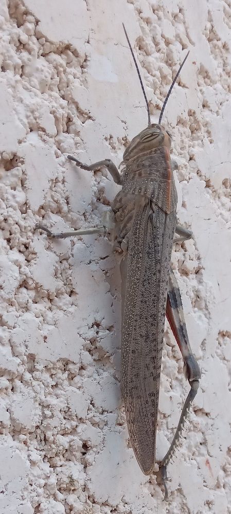 le criquet du Sahara, blessé,