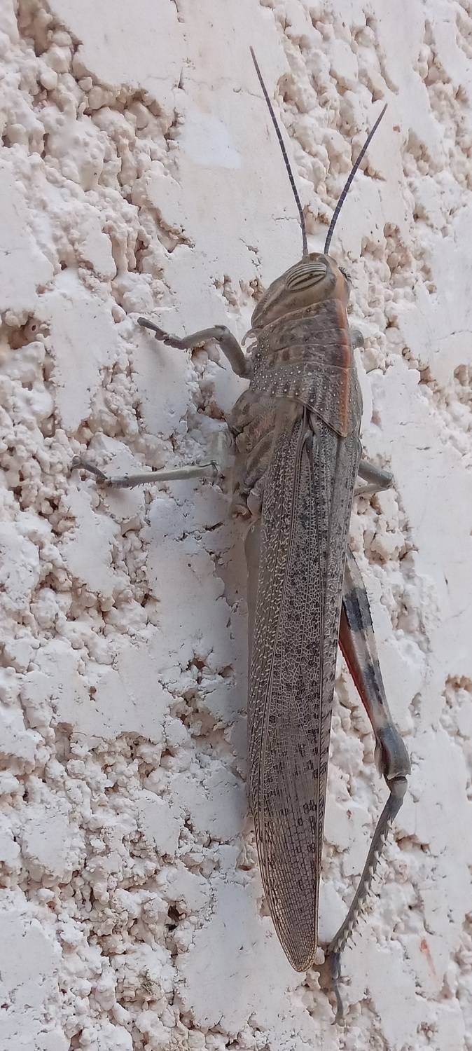 le criquet du Sahara, blessé,