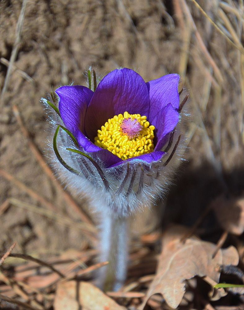 Первые цветы