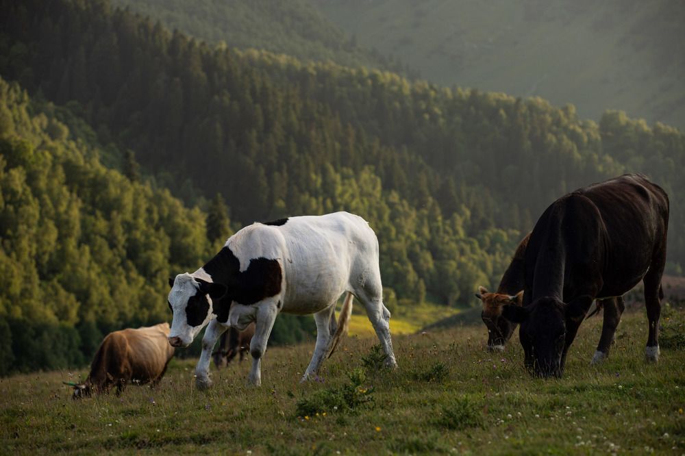 Фотография автора Наталья Смекалина