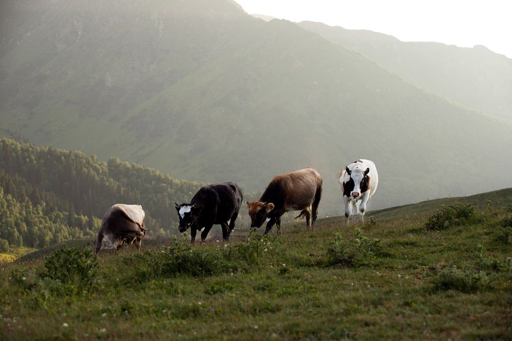 Фотография автора Наталья Смекалина