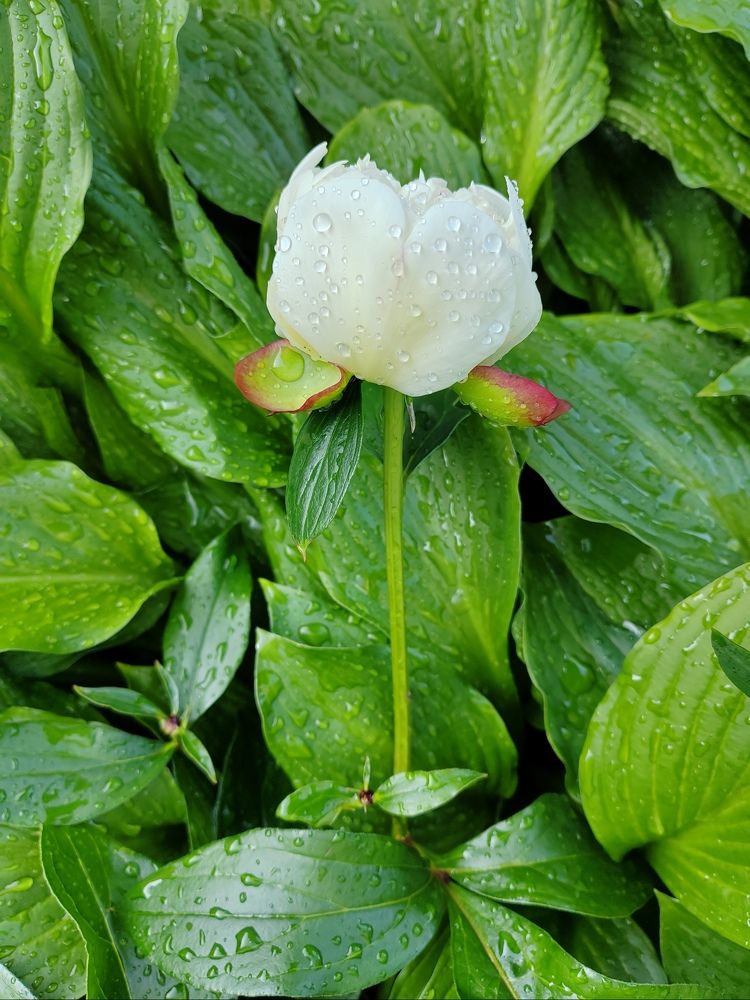 Photograph by LEONID DUBINA