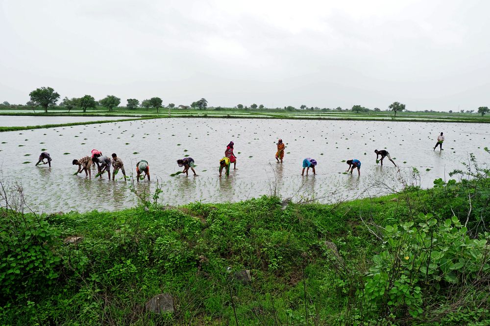 Фотография автора NARAYAN PATEL