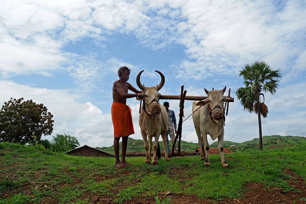Фотография автора NARAYAN PATEL
