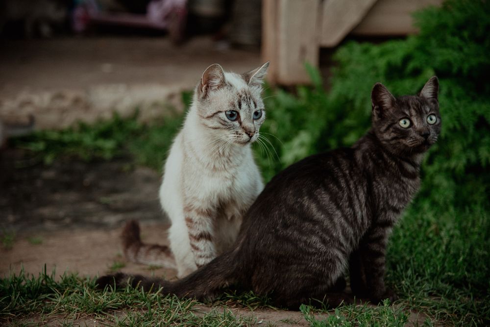 Фотография автора Елизавета Ковалева