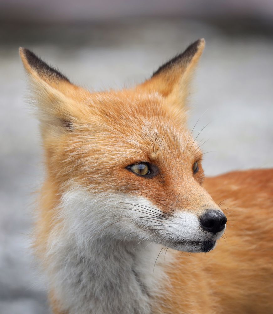 "Эй, кто там?"