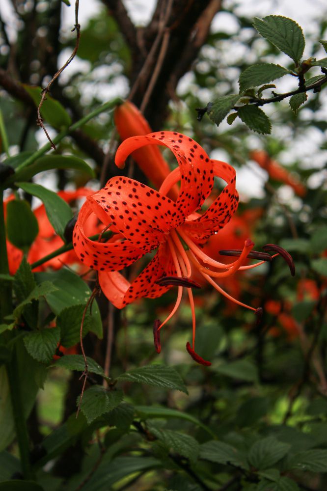 Photograph by Мария Корнилова