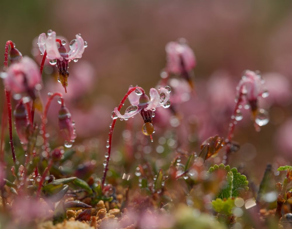 Photograph by Евгения Левина