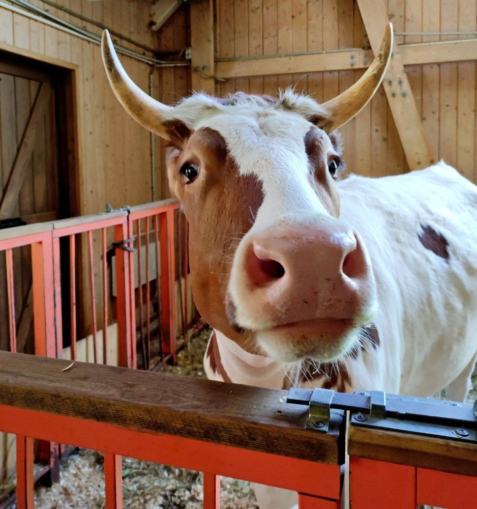 Photograph by Елена Казарина