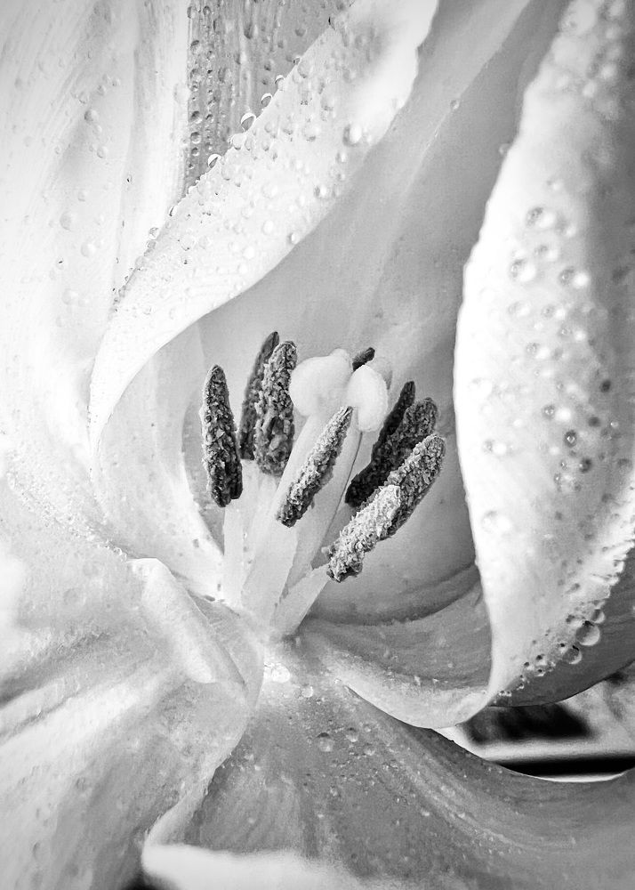 Photograph by Oxana Petlina