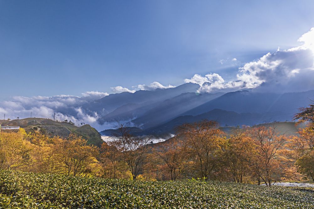 O Long Tea Hill Sapa Lao Cai Vietnam