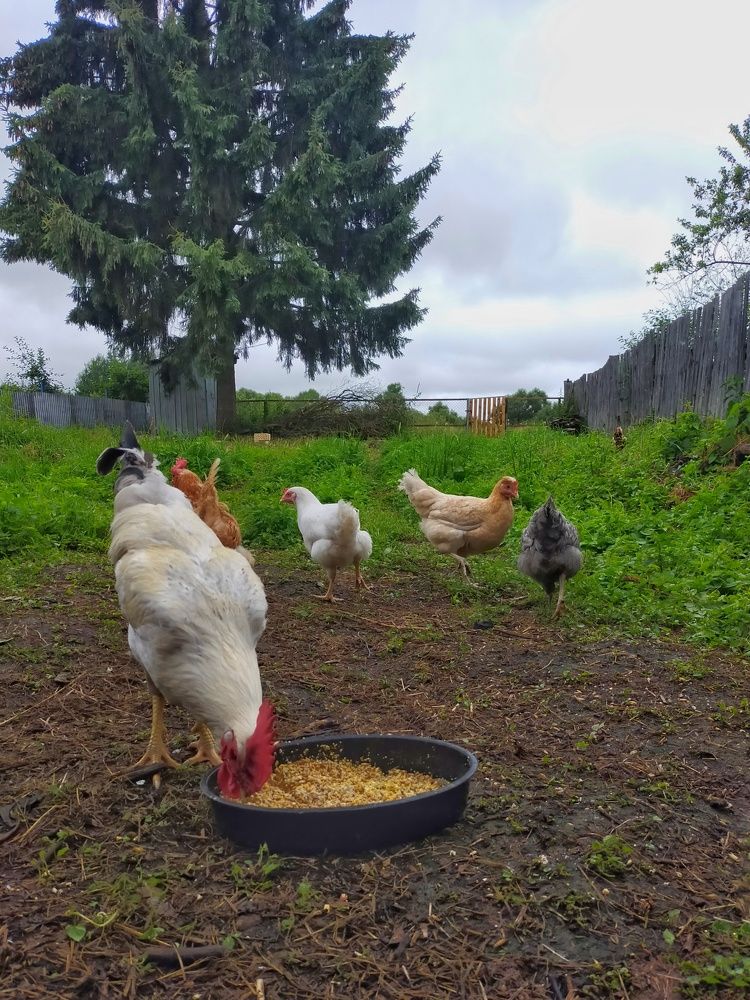 Photograph by Мария Воронцова