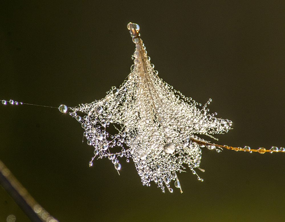 Танцовщица на канате
