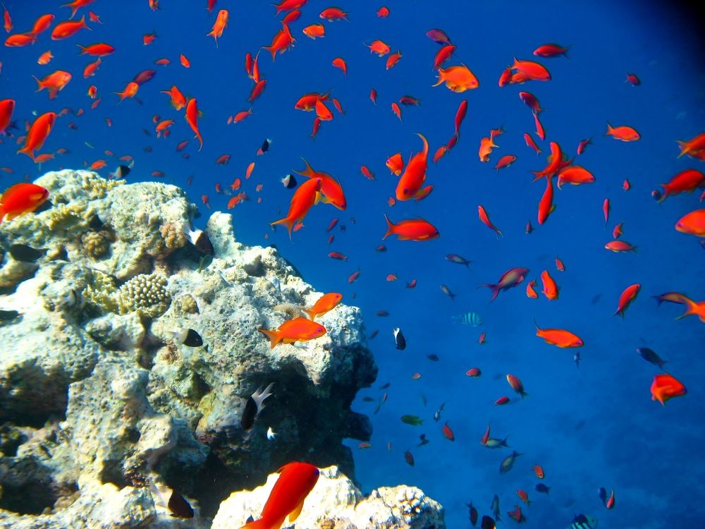 Photograph by Svetlana Streltsova