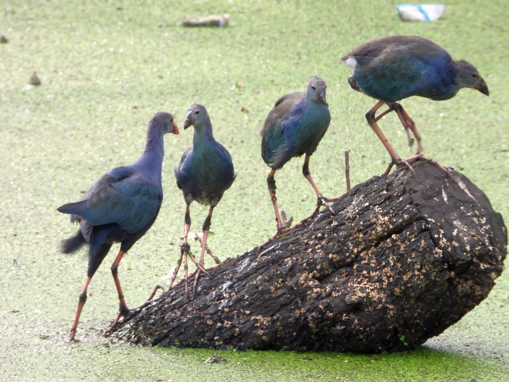 Photograph by Sougata Bhar