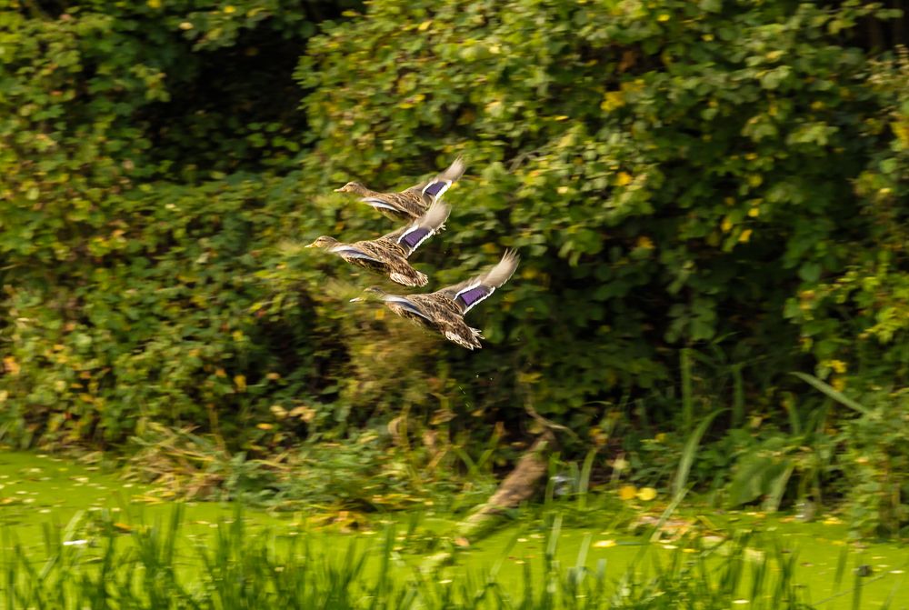 Photograph by Игорь Сидун