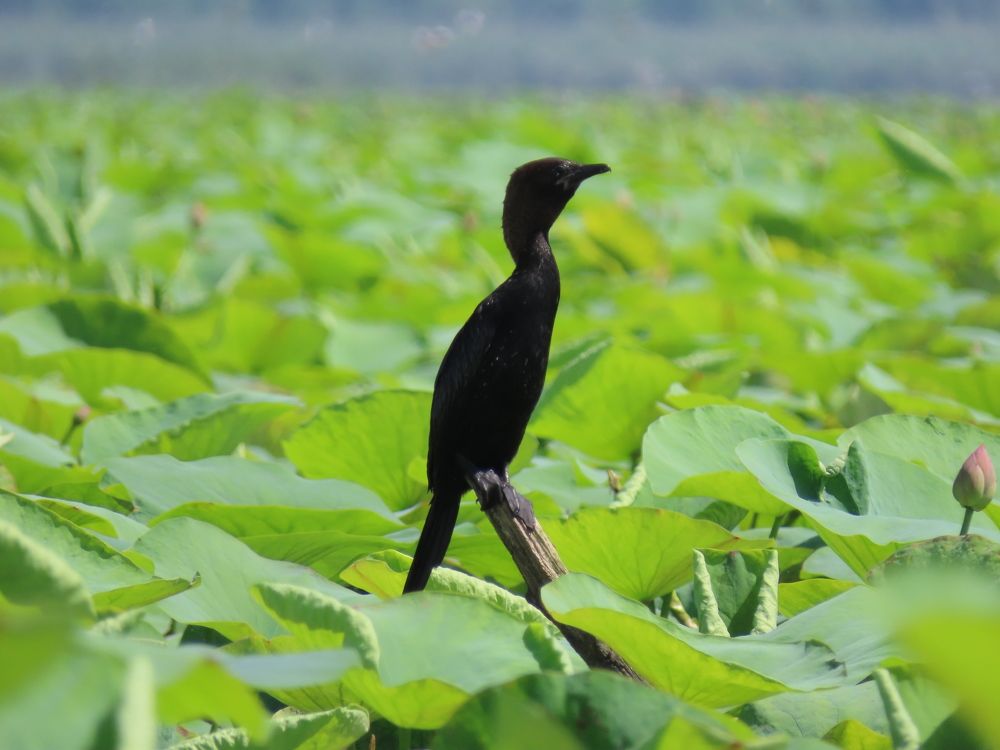 Photograph by mahboube moradalizade