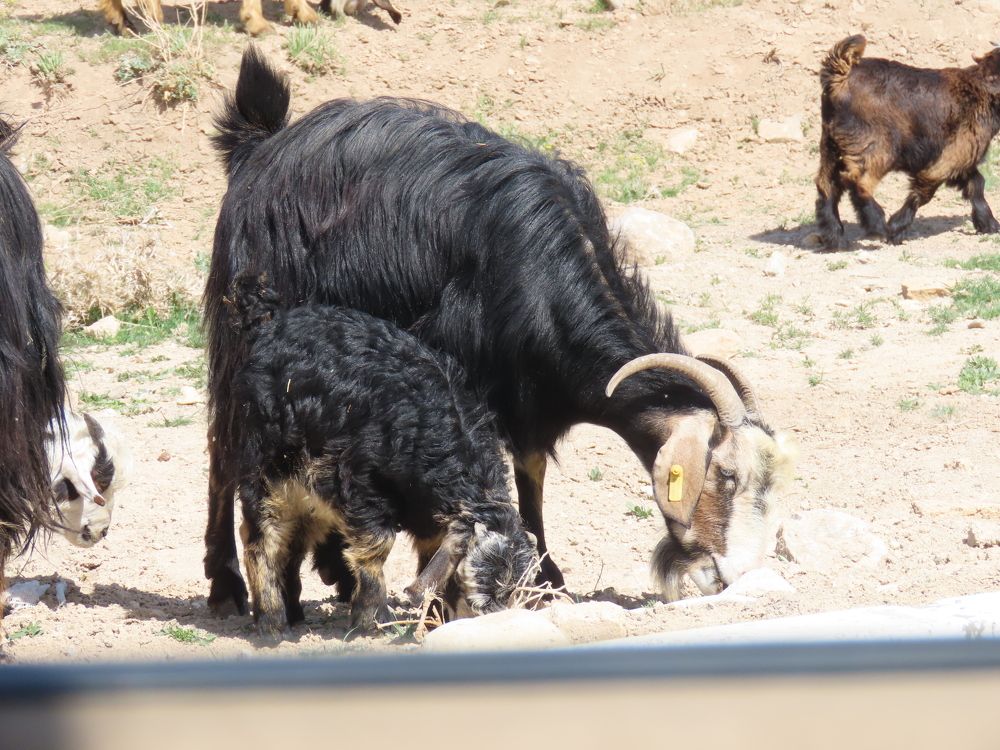 Photograph by mahboube moradalizade