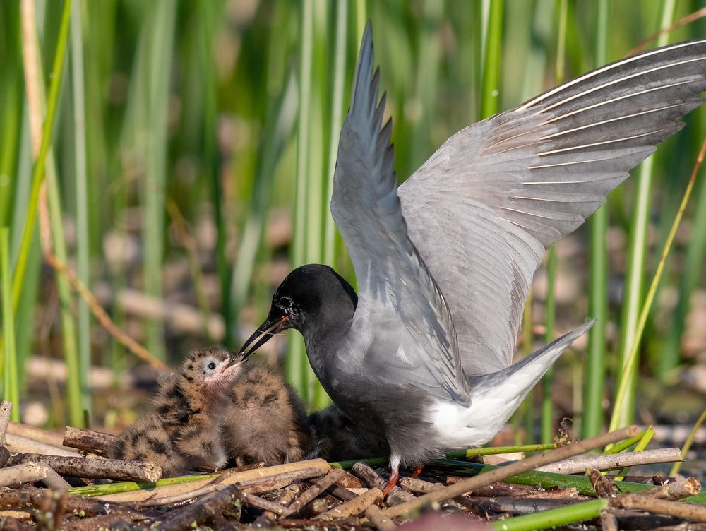 Photograph by Павел Краснослободцев