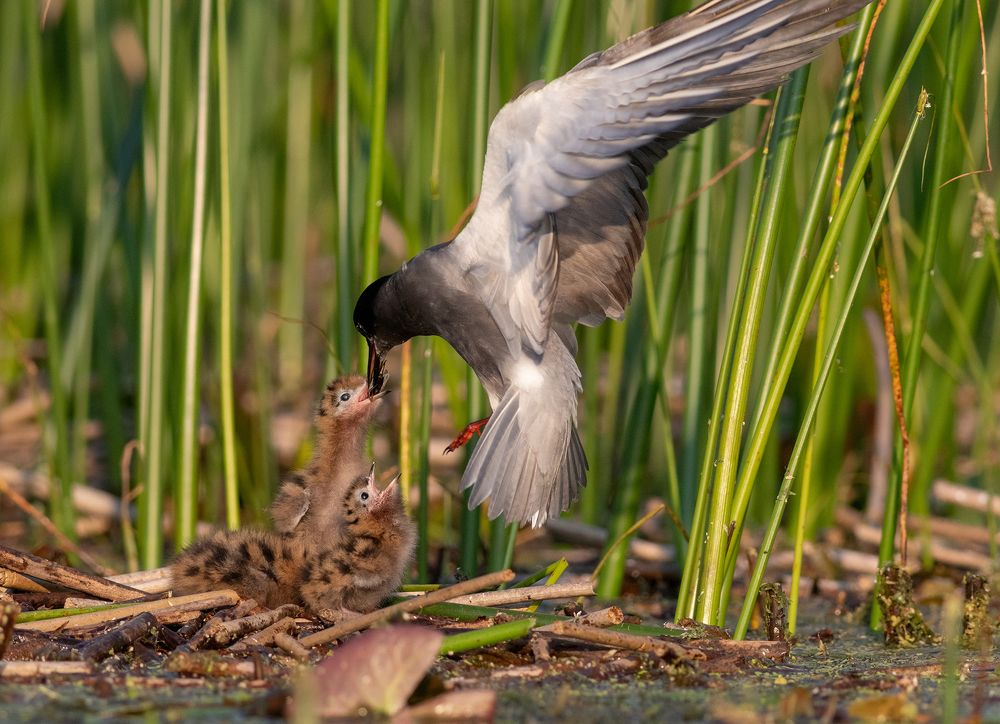 Photograph by Павел Краснослободцев
