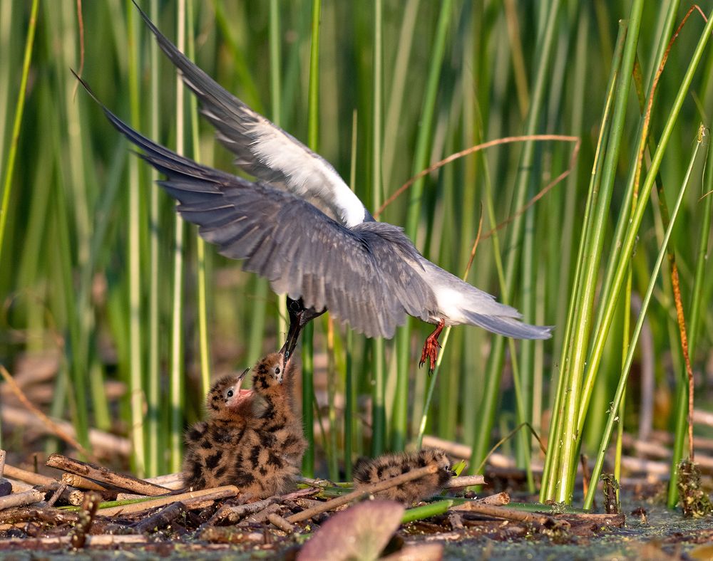 Photograph by Павел Краснослободцев