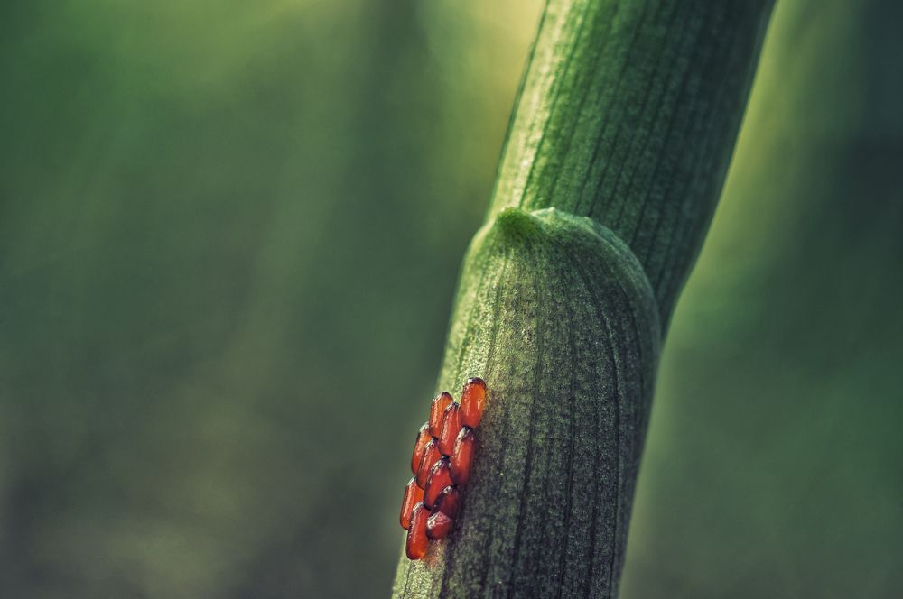 Photograph by Gabriel Wolf