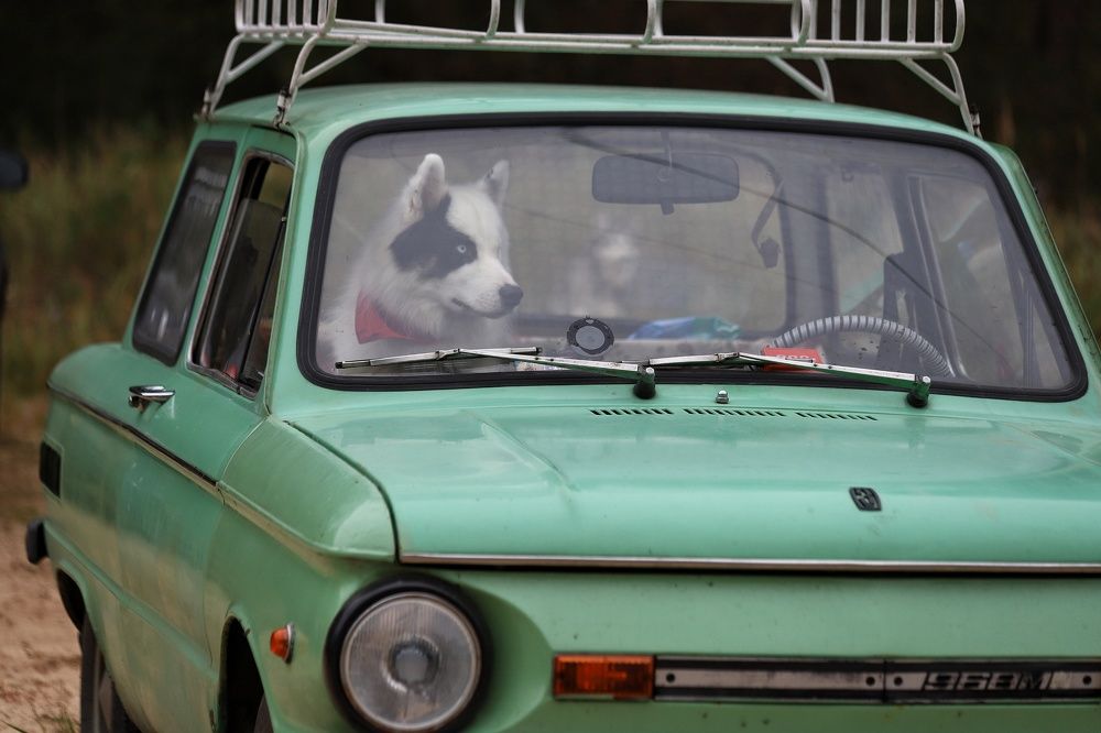 Фотография автора Елена Кириллова