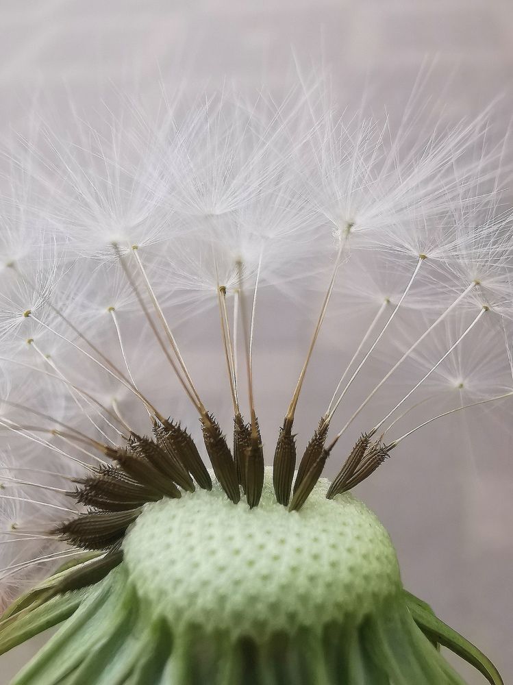 Братья на ножке