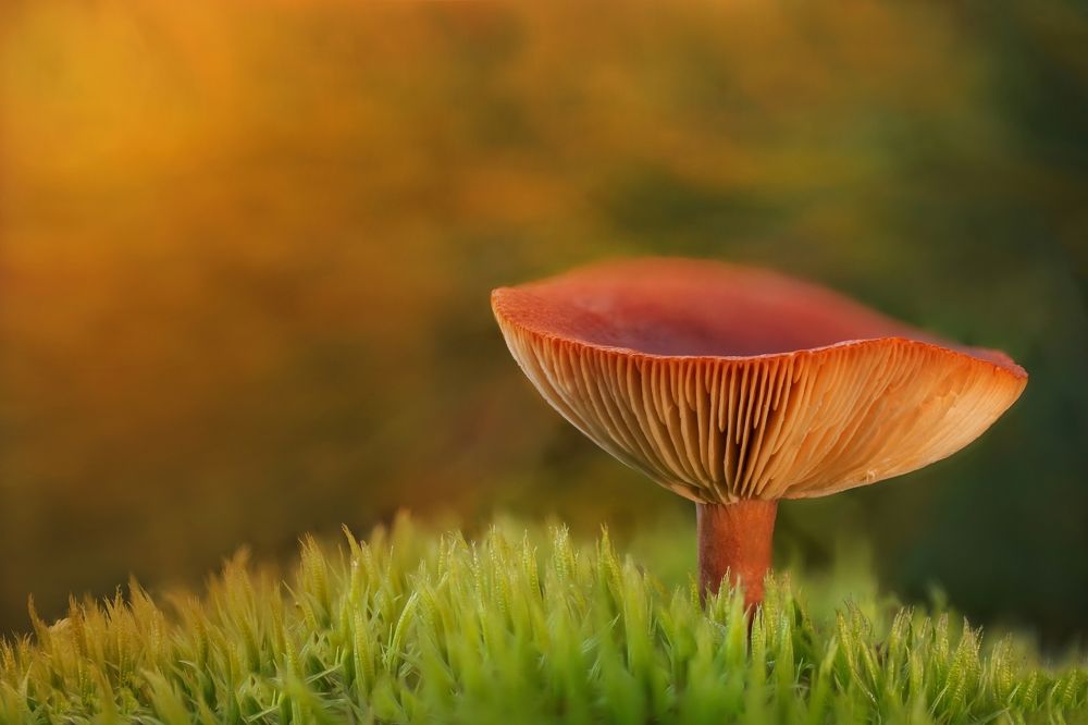 Photograph by Сергей Романченко