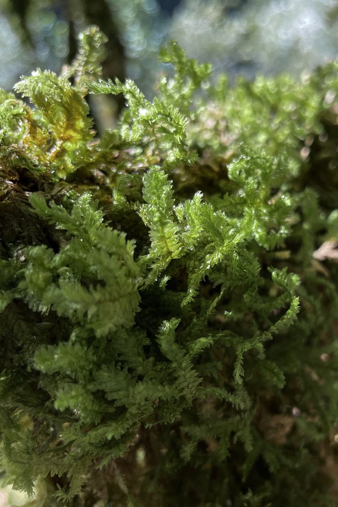 Photograph by Виктория Шамурина