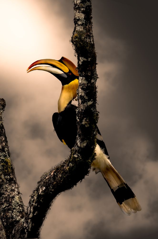 Power of color in nature