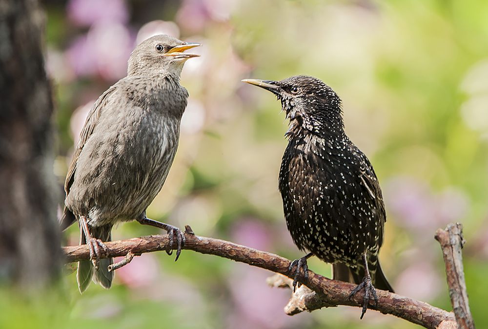 Photograph by Ольга Дядченко