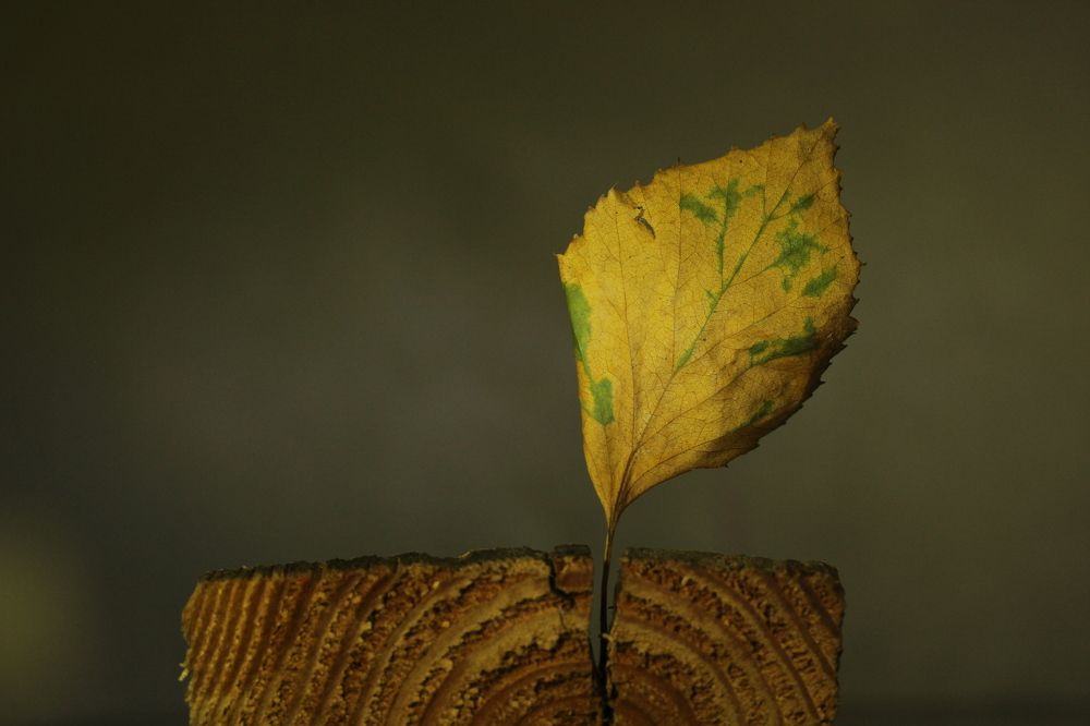 Photograph by Глеб Мацак