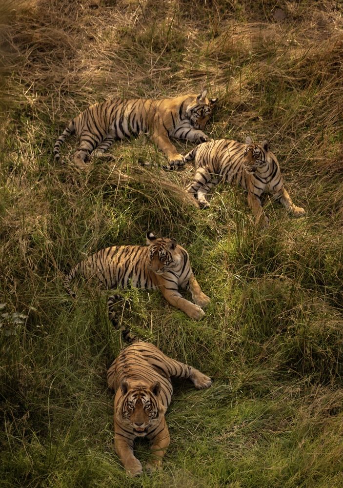 A Frame full of Tigers