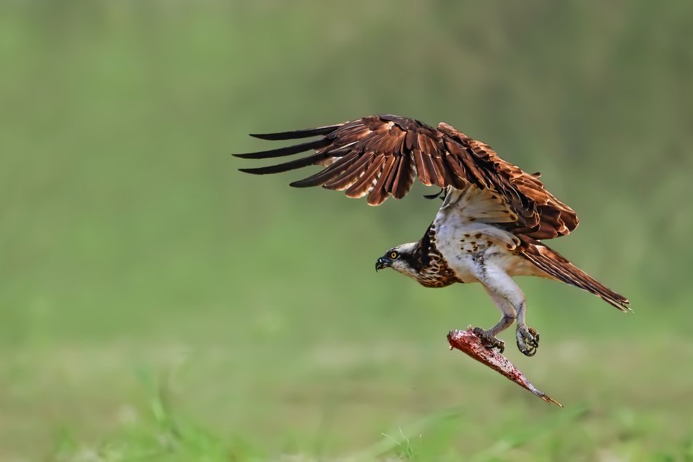 The osprey