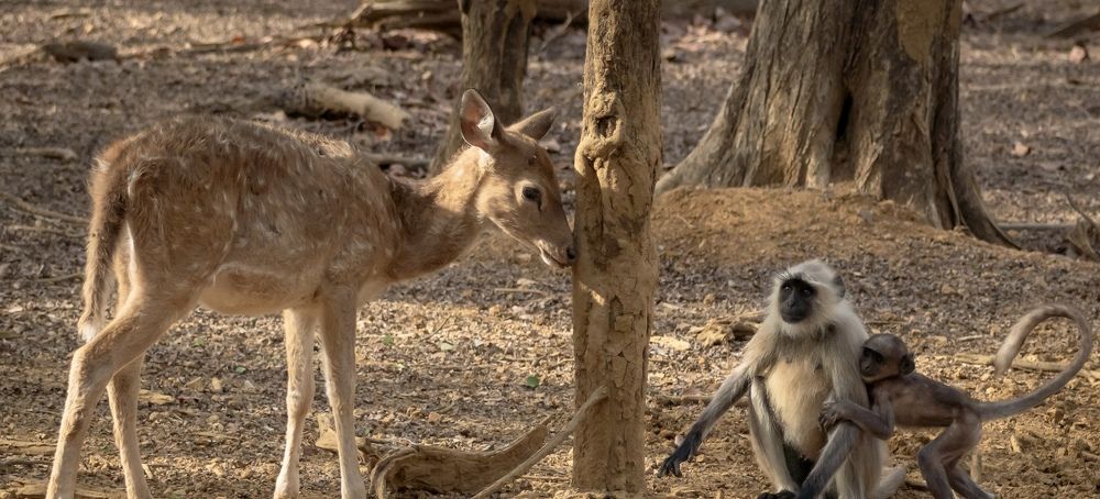 Mother - A real protector .