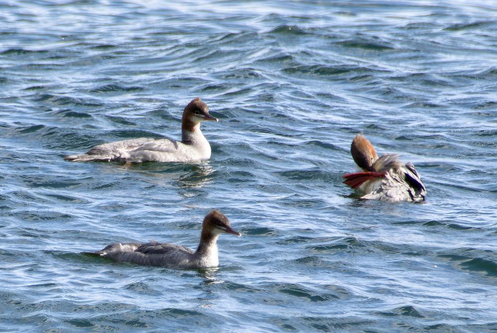 Photograph by Виктория Лобанова