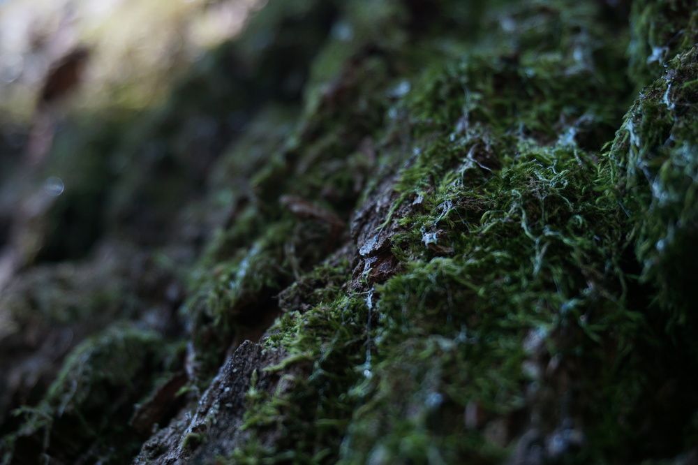 Photograph by Александра Пецевич