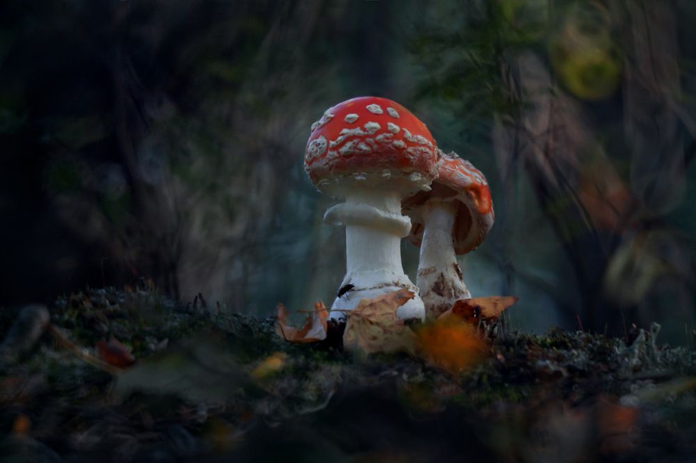 Photograph by Алёна Сурнина