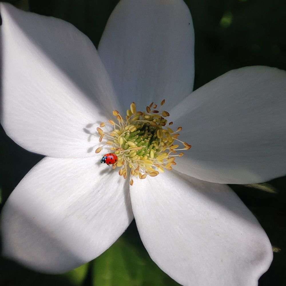 Photograph by Эрика Чечерина