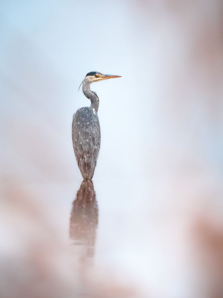 Фотография автора Богородицкий Артур