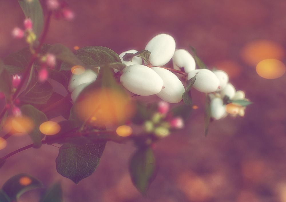 Photograph by Людмила ЧЕРНИКОВА