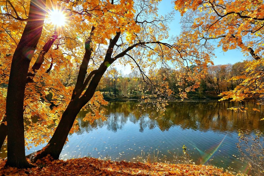 Золотая осень в Московском парке