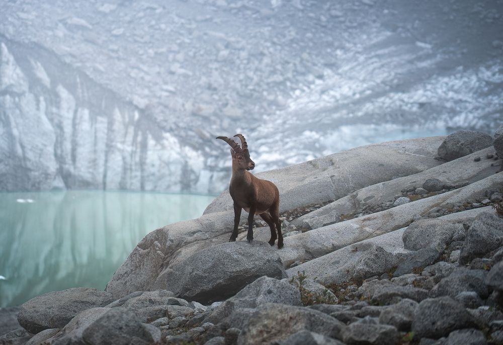 Фотография автора Nicolas Facchini