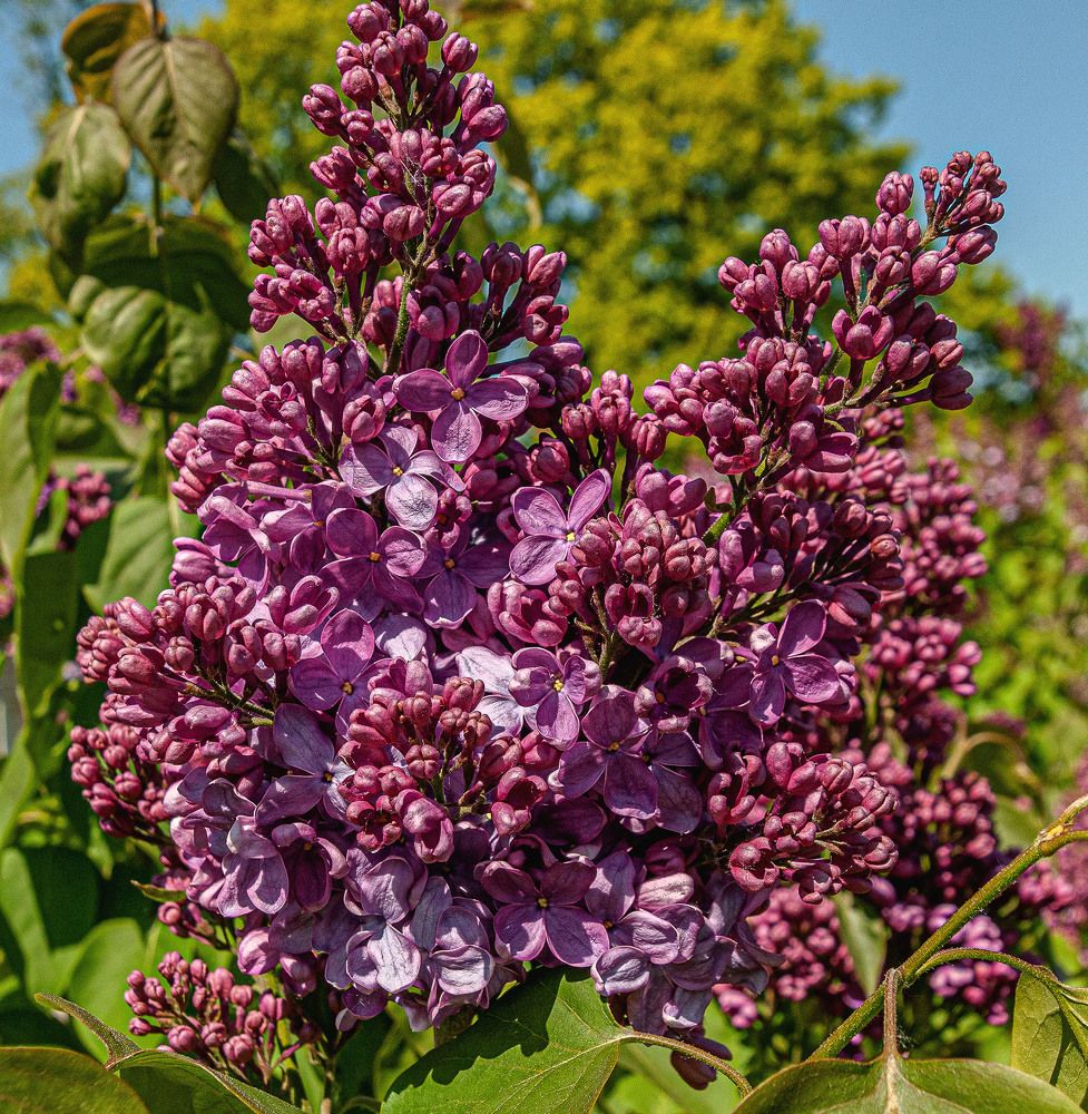 Photograph by Vladimir  Komarov