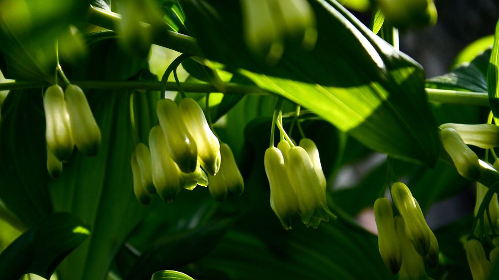 Фонарики в лесу