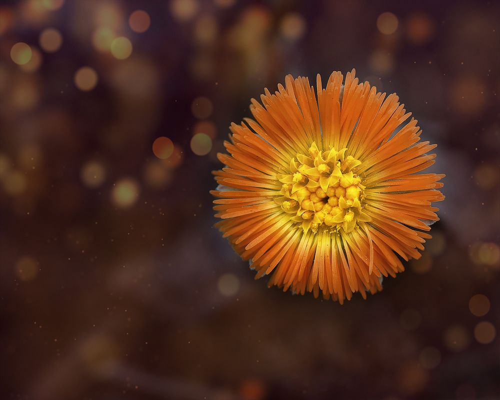 Фотография автора Александр Степочкин