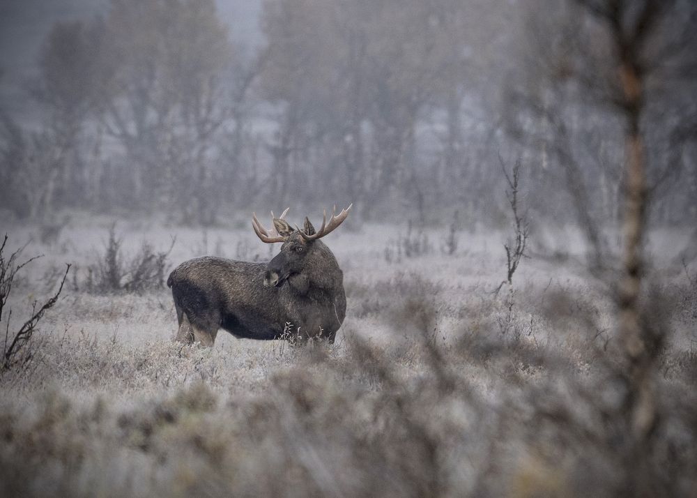 Photograph by Ernestas Balcikonis