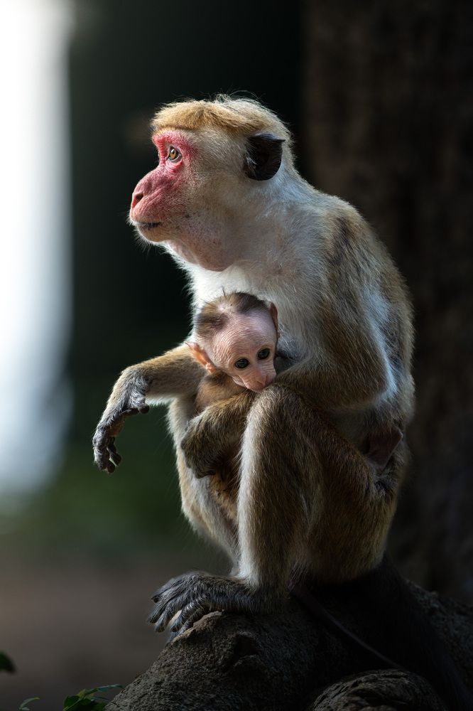 Photograph by Murugaiah Saravanan